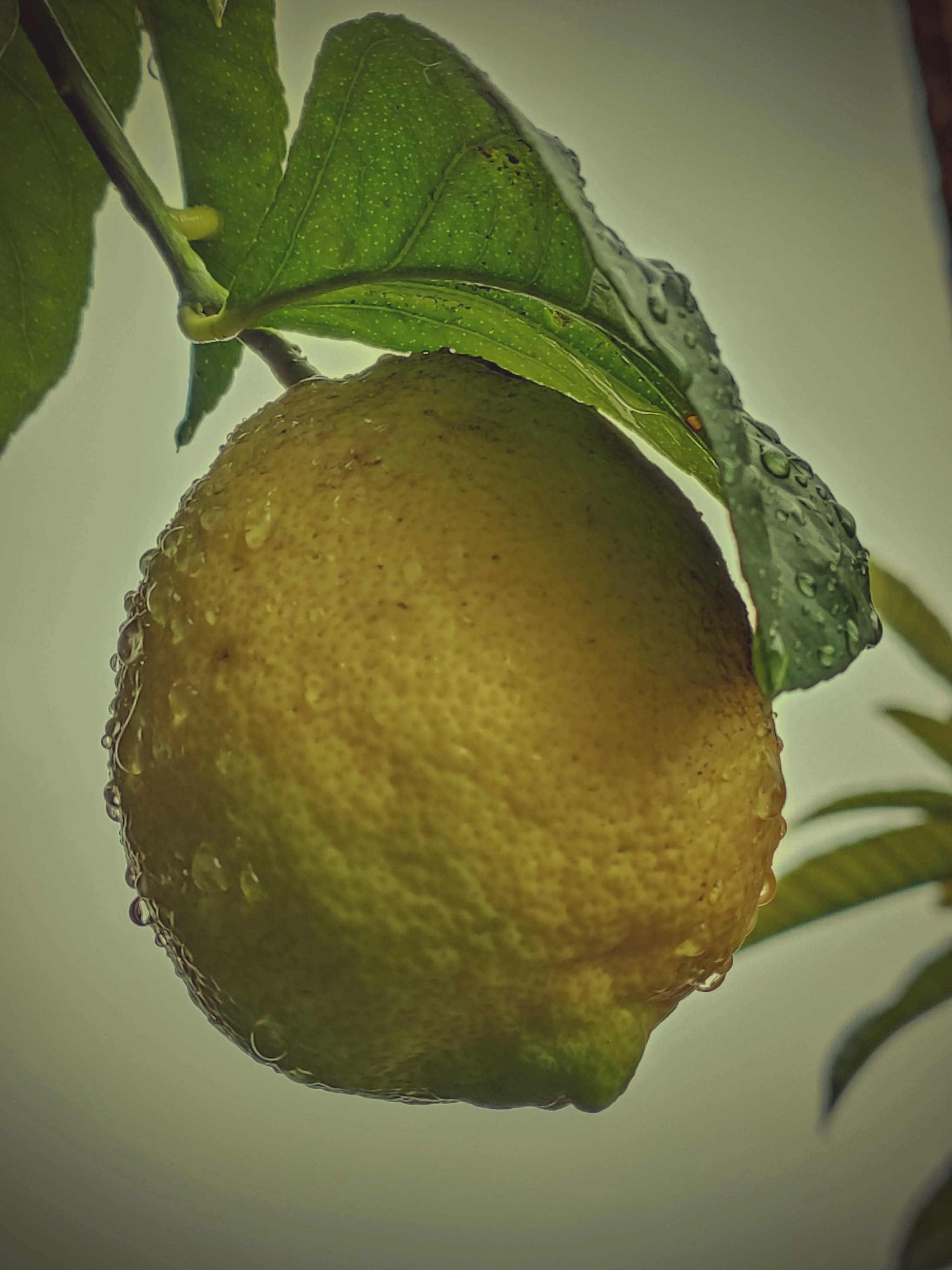 fotografía de limón al detalle natural y ecológico utilizado para limoncello olivier