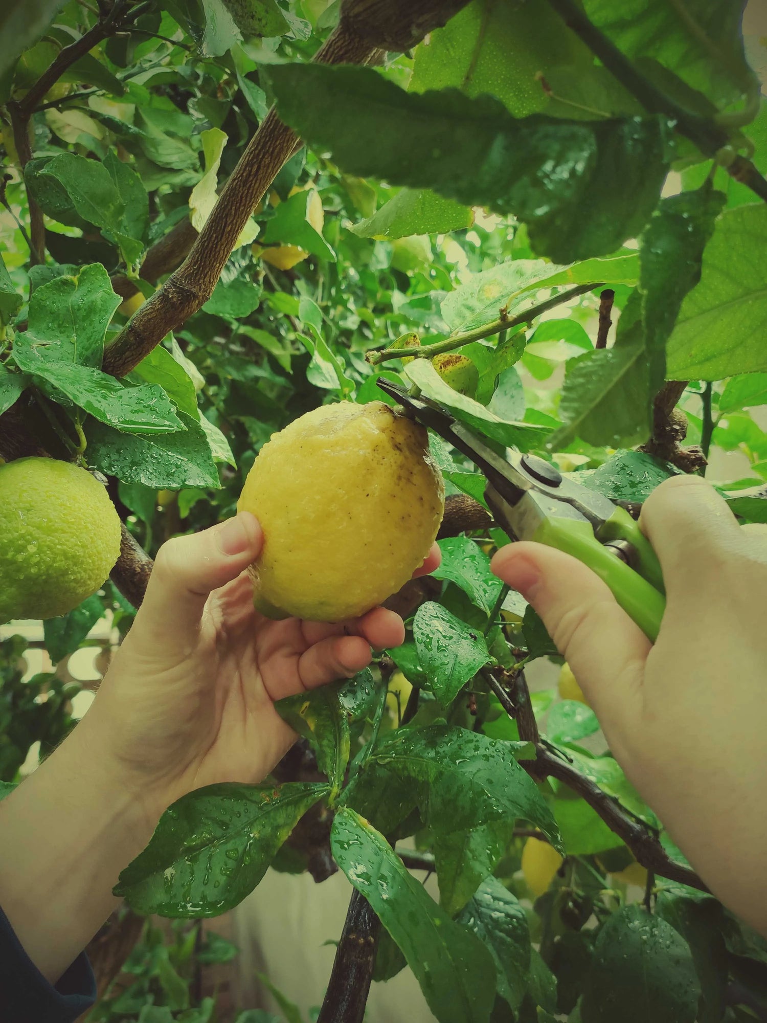 cosecha manual de limón ecológico  natural cortado del árbol